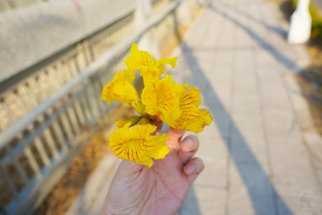 台中洲際路黃花風鈴木,崇德十九路黃花風鈴木,洲際棒球場黃花風鈴木