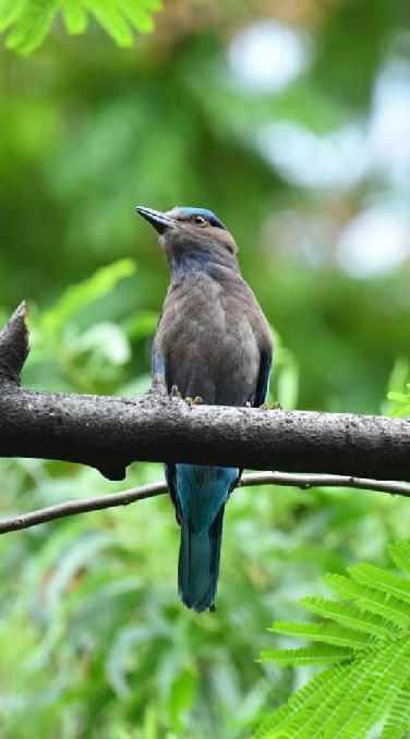 OpenChat ชวนชมนก Bird Walk