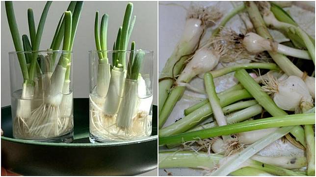 Cara Menanam Daun Bawang Dengan Mudah Pakai Sisa Bahan Di Dapur Bisa Hipwee Line Today