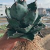 岐阜アガベ愛好会　