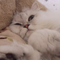 Lulu的喵窩子（少女前線2）