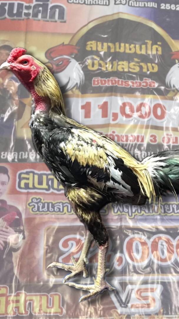 ซุ้มไก่ชน พรธัญญะ