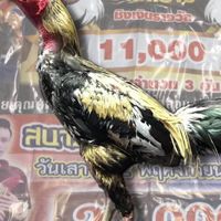ซุ้มไก่ชน พรธัญญะ