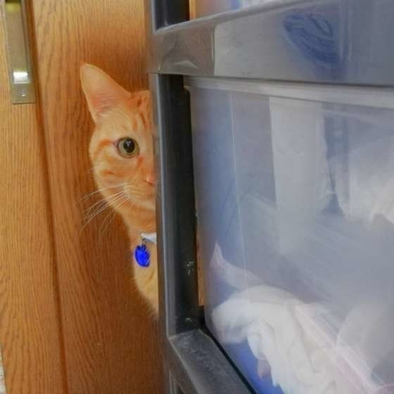 隙間や物陰からなにやら視線が 飼い主を覗き見するワケ