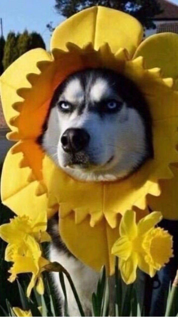 211國二智 （聊天）中華冠軍🫡