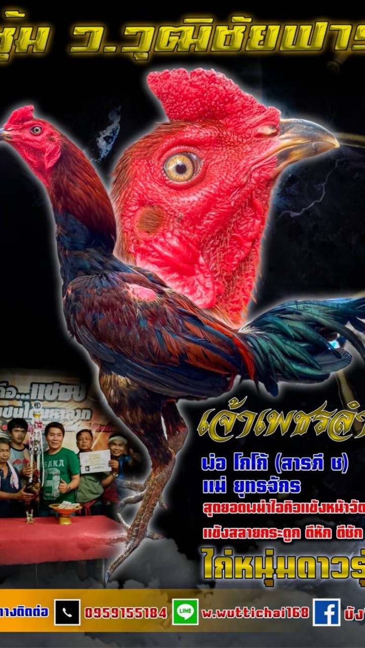 ไก่ชน ว.วุฒิชัยฟาร์ม ไก่ชนราคารากหญ้าสายเลือดเงินล้าน
