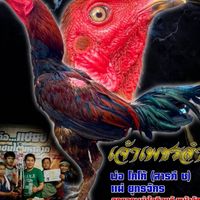 ไก่ชน ว.วุฒิชัยฟาร์ม ไก่ชนราคารากหญ้าสายเลือดเงินล้าน