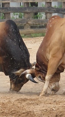 ขอบสนามวัวชน