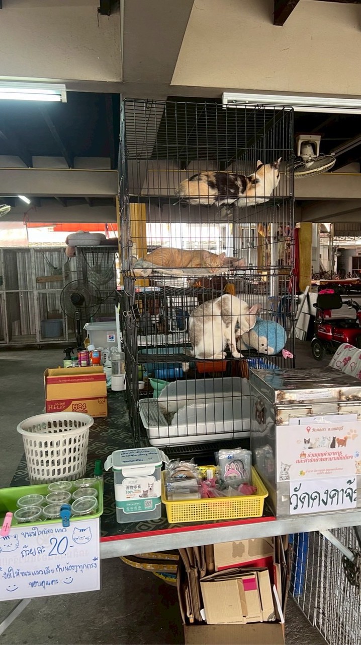 แก็งแมวจรเด็กวัดคงคา🏠🐱