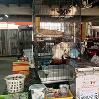 แก็งแมวจรเด็กวัดคงคา🏠🐱