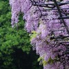🌳【つぶやき部屋】ベネマダム御用達ウィメンズパーク仲間