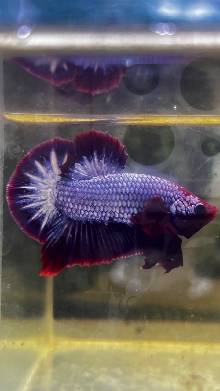 Betta Photo 🐟🗂️
