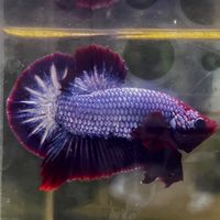 Betta Photo 🐟🗂️