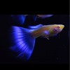 アクアリウム初心者集合