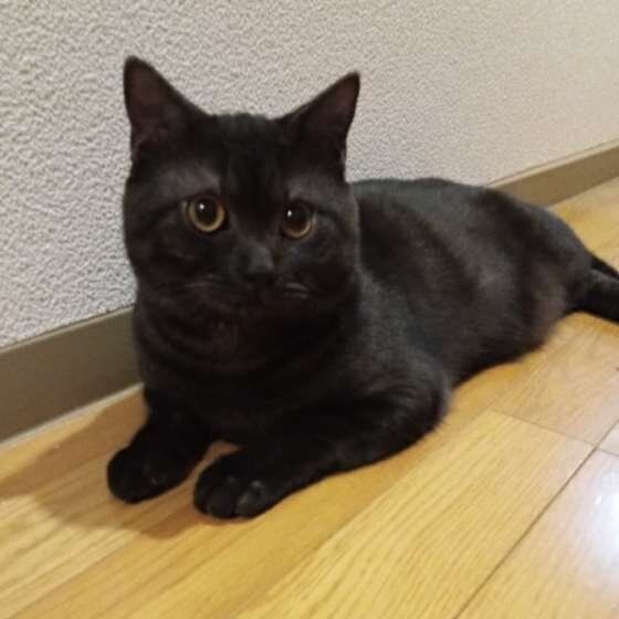寂しいと感じる時は 猫がかまって欲しい時に見せるサイン