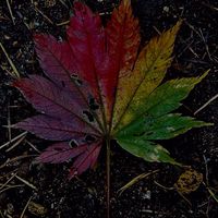 ここに集え絵師たち【夜の部】