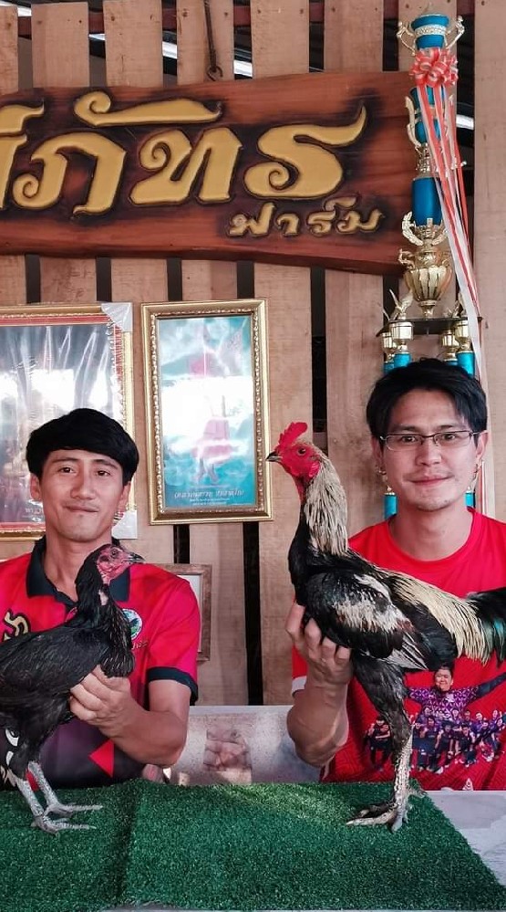 เบอร์ไก่ ศรศิรัญฟาร์ม