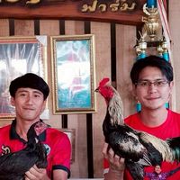 เบอร์ไก่ ศรศิรัญฟาร์ม
