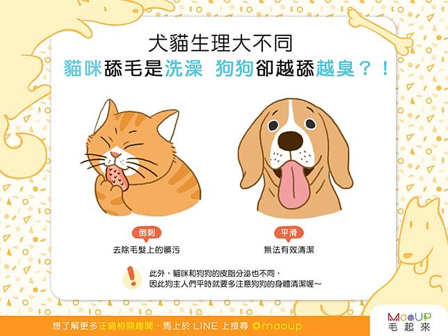 【犬貓生理大不同】貓咪舔毛是洗澡，狗狗卻越舔越臭!？