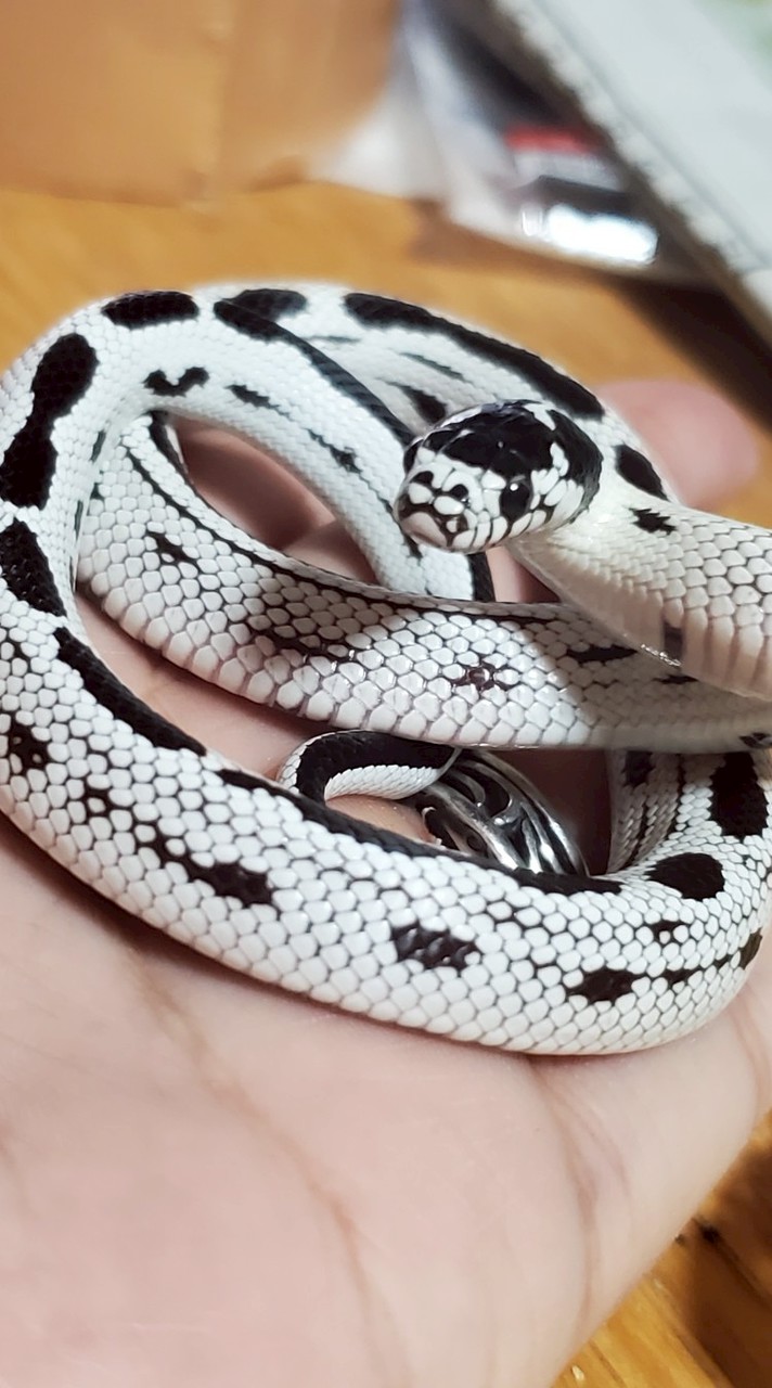 ヘビ　蛇　snake　好きの部屋