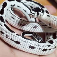 ヘビ　蛇　snake　好きの部屋