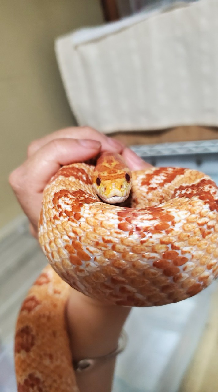ヘビ　蛇　snake　好きの部屋ライブトーク