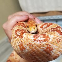 ヘビ　蛇　snake　好きの部屋ライブトーク