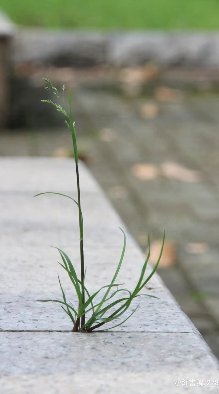 小草閒聊版【聯誼廳】限小草加入，禁止青鳥跟三十歲以上的藍綠老人