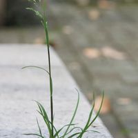 小草閒聊版【聯誼廳】限小草加入，禁止青鳥跟三十歲以上的藍綠老人