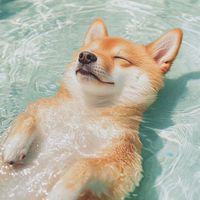 迷客夏