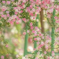 🌸九州女子ファミリー(* ॑ᵕ  ॑*  )♡みんなの実家🌸