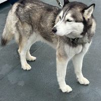 曬狗日常小天地🐶🪐🤎 ｜歡迎分享各種狗狗！