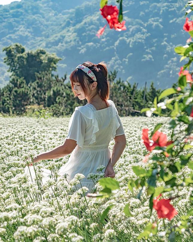 ▲大溪中新里韭菜田。（圖/IG @yayayxc）