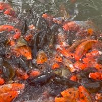 歌うたおう！音痴？気にしない！