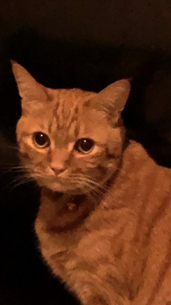 ゆきちの遊び場