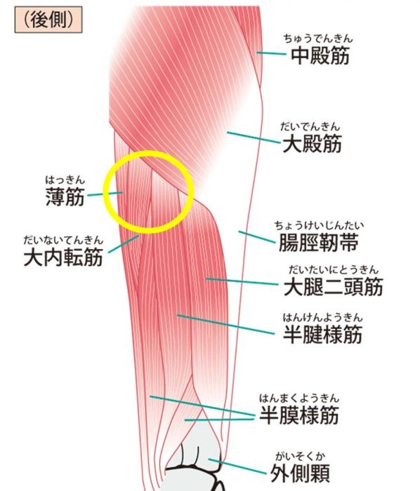 腰痛 坐骨神経痛に効くストレッチ 内腿のつけ根 をゆるめて痛みを改善 川口陽海の腰痛改善教室