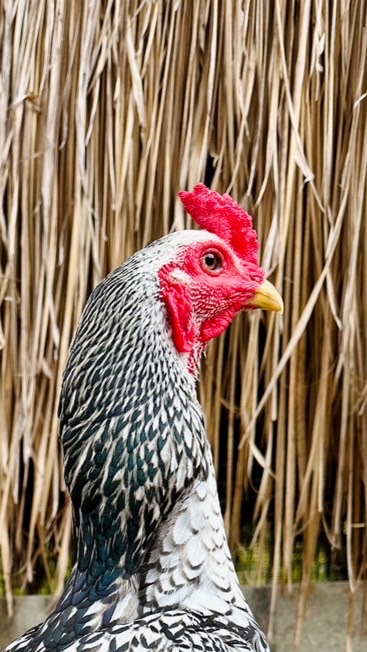 ครูสาวหัดเลี้ยงไก่ & ส.จรินทร์ฟาร์ม