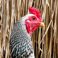 ครูสาวหัดเลี้ยงไก่ & ส.จรินทร์ฟาร์ม