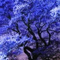 昭和薬科大学附属中学校雑談オプ