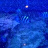 ロブロックスアウトマップとか
