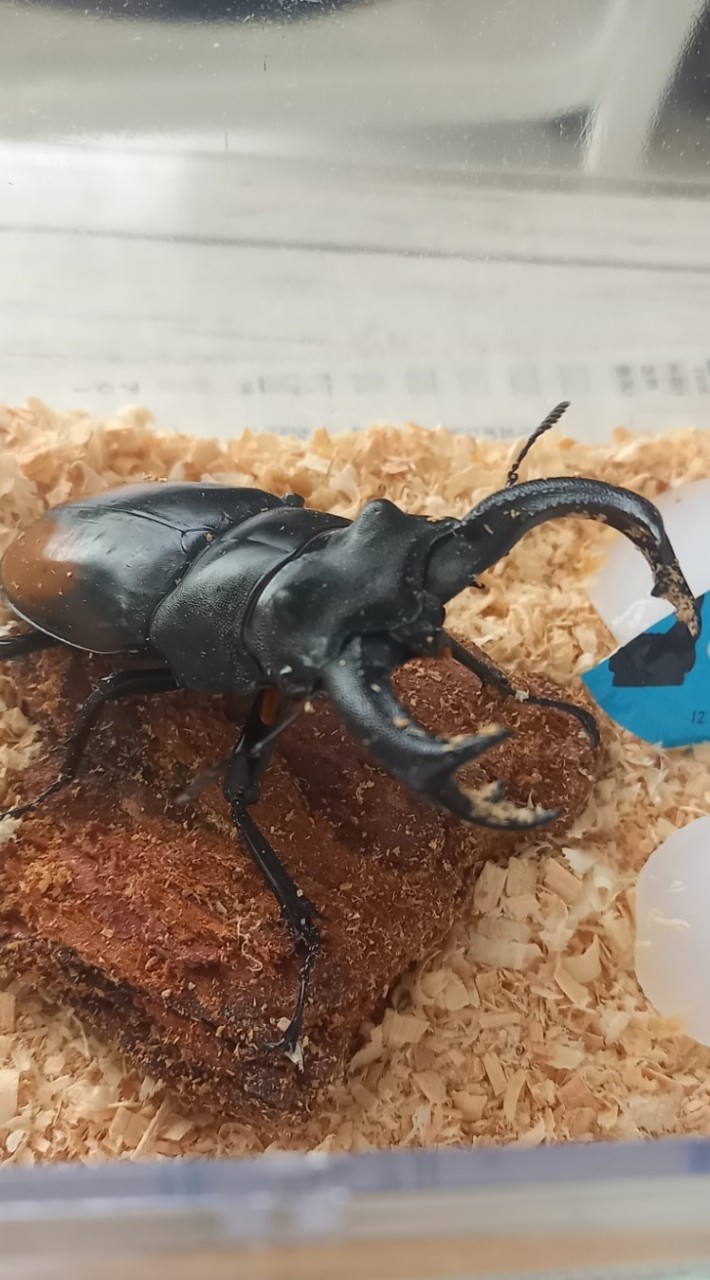 クワカブ好き集まれー