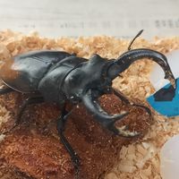 クワカブ好き集まれー