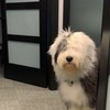 ✳🍅🐹🧩⩨กลุ่มสิทธิ์ขาด⃝ 𝖻𝗒 ครีมชีส  🎀🍊🐹