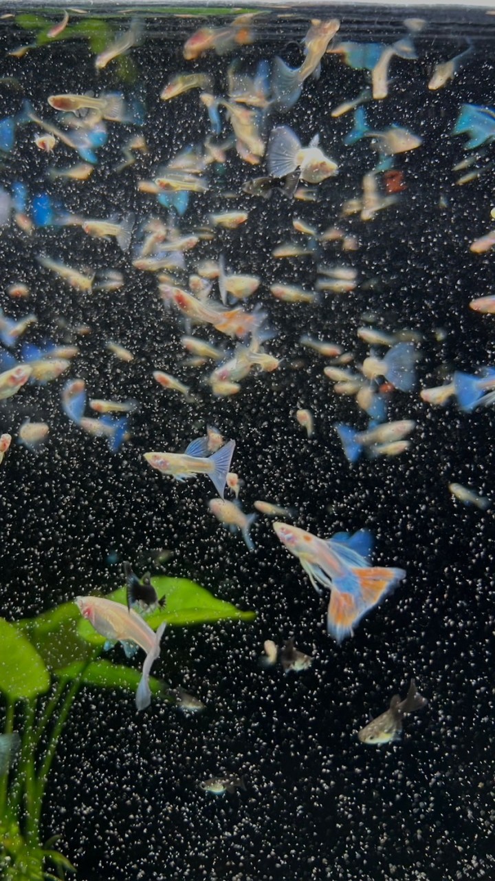 翊起玩水💦/養孔雀魚水族周邊分享