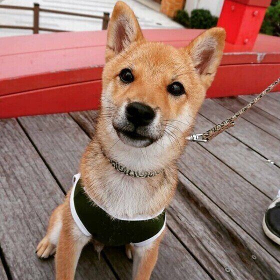 愛情表現やおねだりも 犬が人をペロペロなめる理由