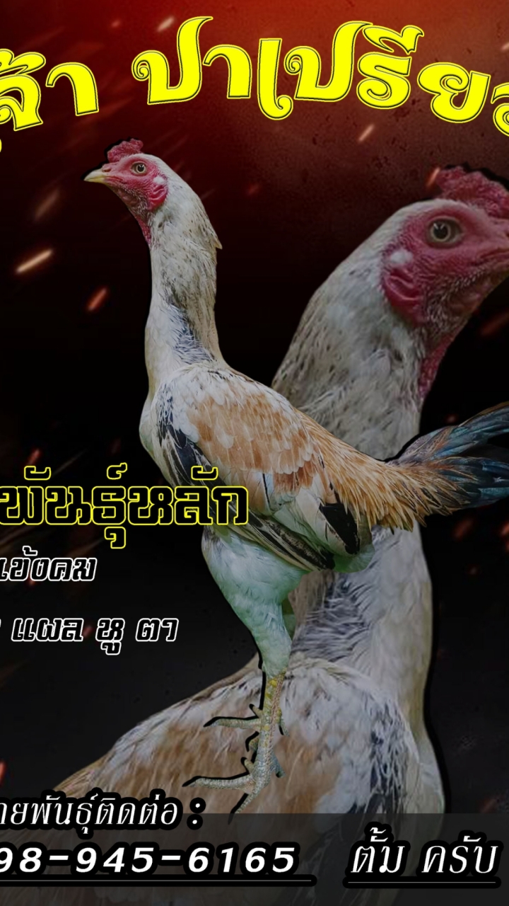 แบ่งปันสายพันธุ์ไก่ชน (ซุ้มแดงซอย7)