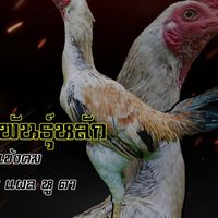 แบ่งปันสายพันธุ์ไก่ชน (ซุ้มแดงซอย7)
