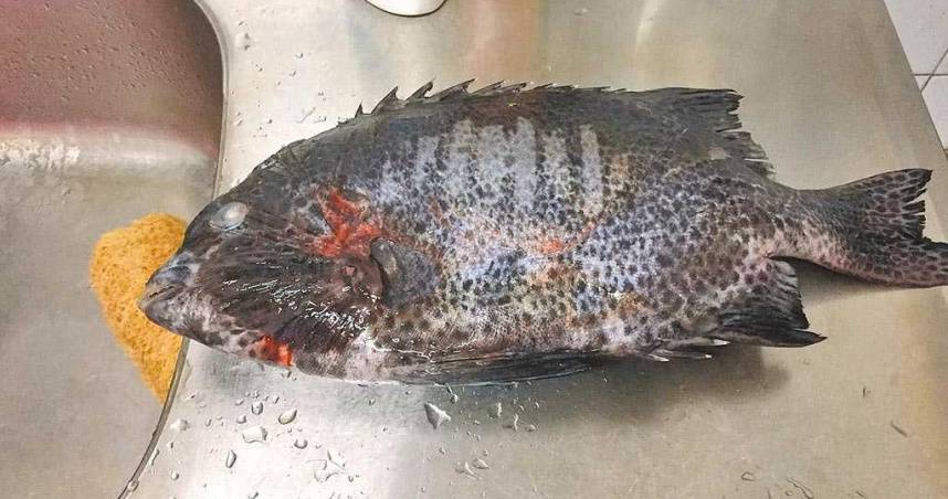 夢幻石鯛遭竊 警逮釣客賊一尾已被他吞下肚 Ctwant Line Today