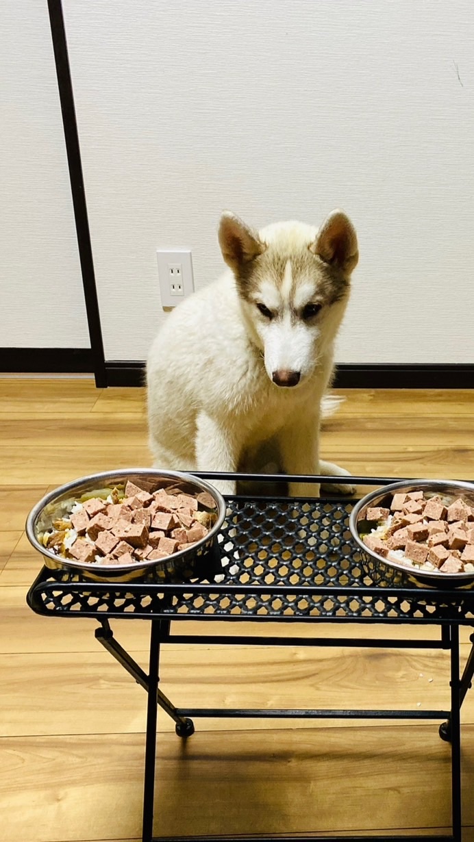 犬の食べ物について考える会