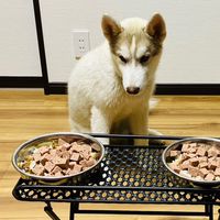 犬の食べ物について考える会